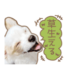 愛犬チワワのちくわ（個別スタンプ：9）