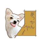 愛犬チワワのちくわ（個別スタンプ：10）