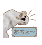 愛犬チワワのちくわ（個別スタンプ：11）