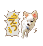 愛犬チワワのちくわ（個別スタンプ：14）