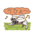 愛犬チワワのちくわ（個別スタンプ：17）