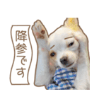 愛犬チワワのちくわ（個別スタンプ：18）