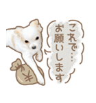 愛犬チワワのちくわ（個別スタンプ：20）