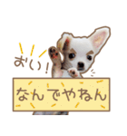 愛犬チワワのちくわ（個別スタンプ：21）