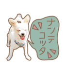 愛犬チワワのちくわ（個別スタンプ：23）