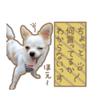 愛犬チワワのちくわ（個別スタンプ：25）