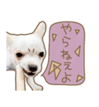 愛犬チワワのちくわ（個別スタンプ：27）