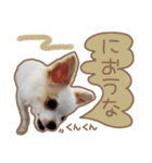 愛犬チワワのちくわ（個別スタンプ：30）