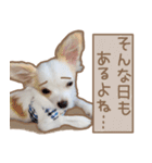 愛犬チワワのちくわ（個別スタンプ：31）