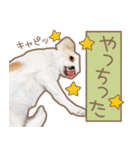 愛犬チワワのちくわ（個別スタンプ：32）