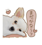 愛犬チワワのちくわ（個別スタンプ：36）