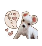 愛犬チワワのちくわ（個別スタンプ：37）