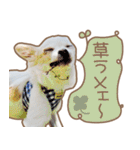 愛犬チワワのちくわ（個別スタンプ：39）