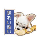 愛犬チワワのちくわ（個別スタンプ：40）