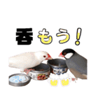 味付け文鳥（日常ver.）（個別スタンプ：2）