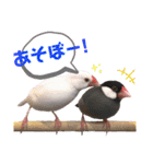 味付け文鳥（日常ver.）（個別スタンプ：4）