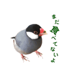 味付け文鳥（日常ver.）（個別スタンプ：6）