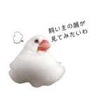 味付け文鳥（日常ver.）（個別スタンプ：7）