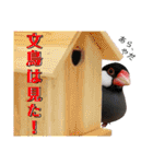 味付け文鳥（日常ver.）（個別スタンプ：8）