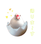 味付け文鳥（日常ver.）（個別スタンプ：9）
