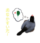 味付け文鳥（日常ver.）（個別スタンプ：10）