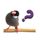 味付け文鳥（日常ver.）（個別スタンプ：12）