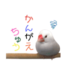 味付け文鳥（日常ver.）（個別スタンプ：13）