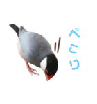 味付け文鳥（日常ver.）（個別スタンプ：14）