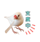 味付け文鳥（日常ver.）（個別スタンプ：15）
