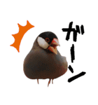 味付け文鳥（日常ver.）（個別スタンプ：16）
