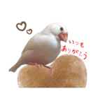 味付け文鳥（日常ver.）（個別スタンプ：17）