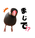 味付け文鳥（日常ver.）（個別スタンプ：18）