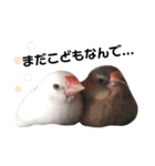 味付け文鳥（日常ver.）（個別スタンプ：21）
