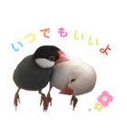 味付け文鳥（日常ver.）（個別スタンプ：22）