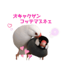 味付け文鳥（日常ver.）（個別スタンプ：24）
