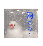 味付け文鳥（日常ver.）（個別スタンプ：25）
