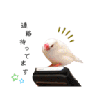 味付け文鳥（日常ver.）（個別スタンプ：27）