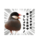 味付け文鳥（日常ver.）（個別スタンプ：28）