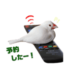 味付け文鳥（日常ver.）（個別スタンプ：29）