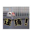 味付け文鳥（日常ver.）（個別スタンプ：31）