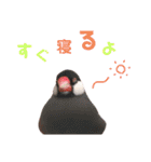 味付け文鳥（日常ver.）（個別スタンプ：34）