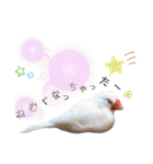 味付け文鳥（日常ver.）（個別スタンプ：35）