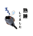 味付け文鳥（日常ver.）（個別スタンプ：36）