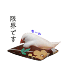味付け文鳥（日常ver.）（個別スタンプ：37）