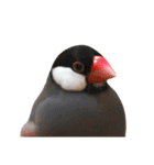味付け文鳥（日常ver.）（個別スタンプ：38）