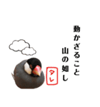 味付け文鳥（日常ver.）（個別スタンプ：40）