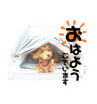 ほったんほったん/使える日常スタンプ（個別スタンプ：2）