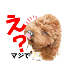 ほったんほったん/使える日常スタンプ（個別スタンプ：37）