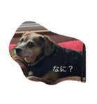 ブーとサクラ（個別スタンプ：1）