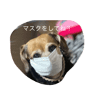 ブーとサクラ（個別スタンプ：4）